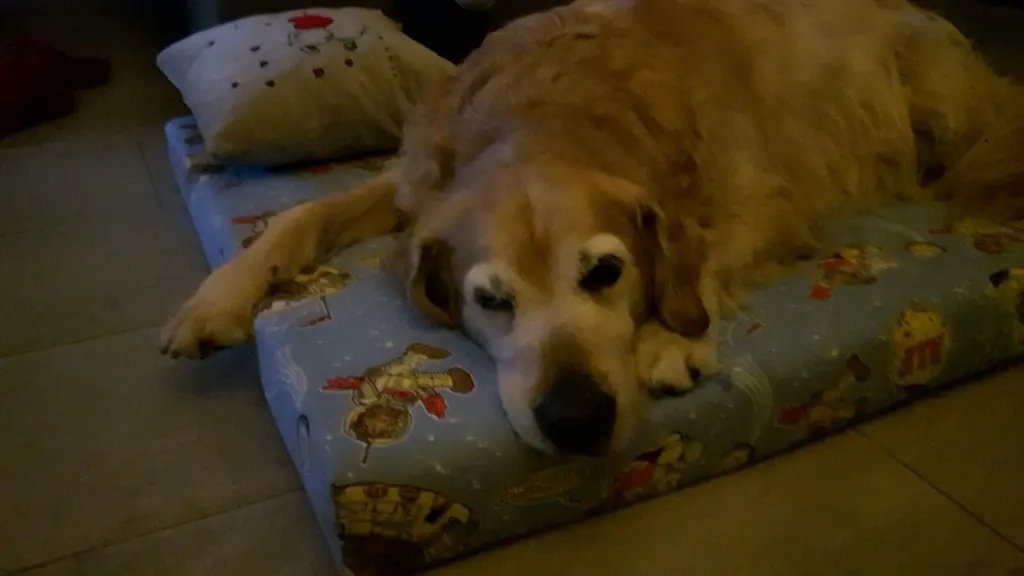 Condolence image of Micha mit Cäsar im Herzen