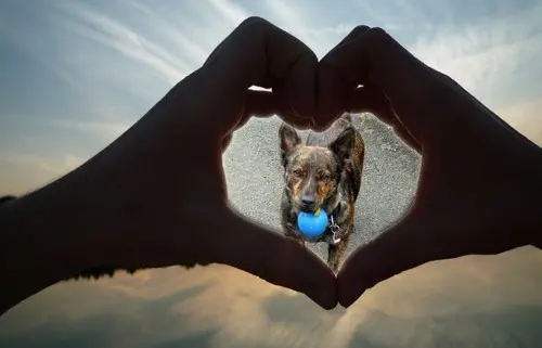 Condolence image of Mel mit Luni & Pepe tief im Herzen