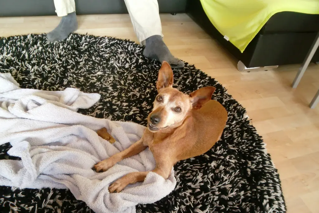 Condolence image of Jutta mit Purzel tief im Herzen