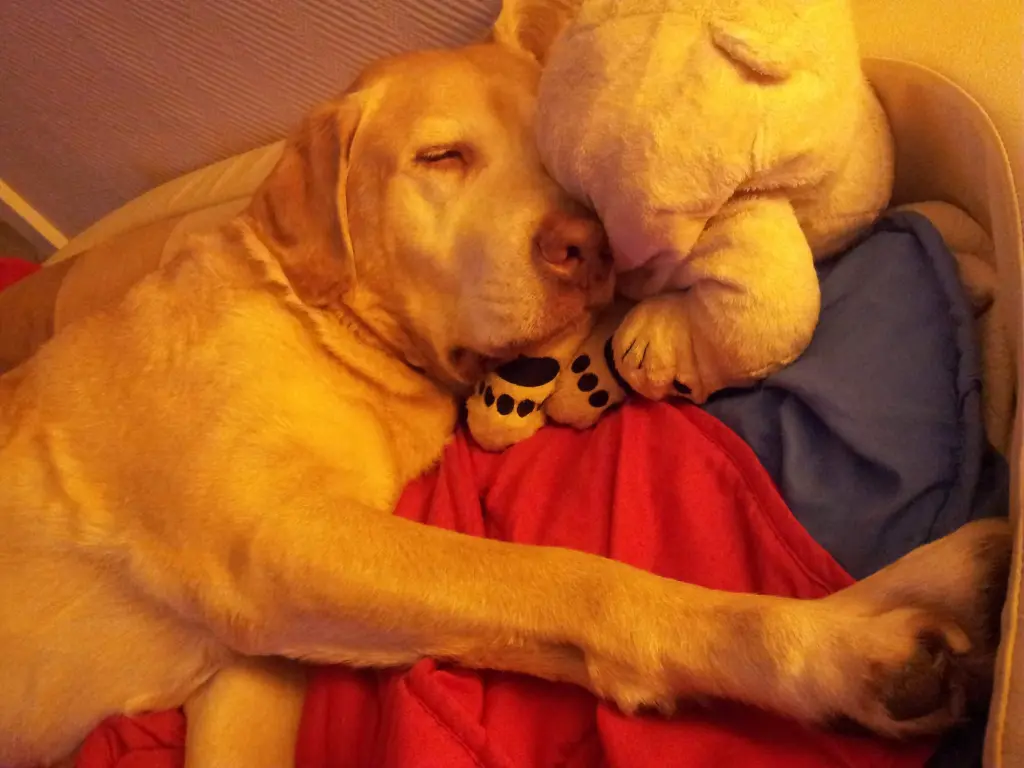 Condolence image of Diana mit Twenty im Herzen