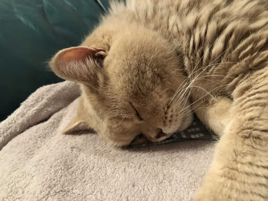 Andachtsbild von Pia