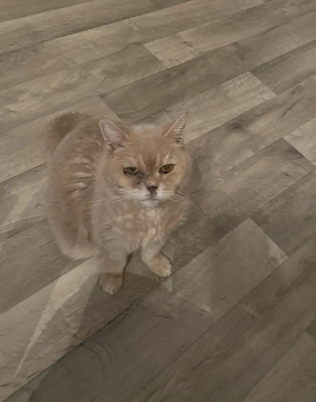 Andachtsbild von Pia