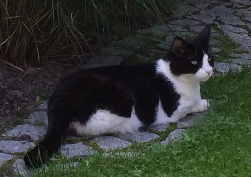 Condolence image of Monika mit Carlo im Herzen 