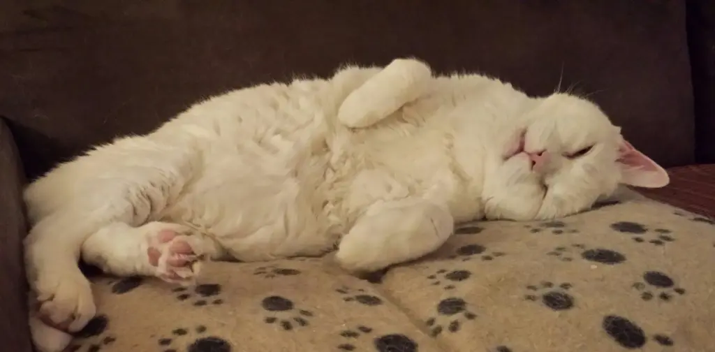 Condolence image of Ilse mit Minna, Fee und jetzt Gismo im Herzen