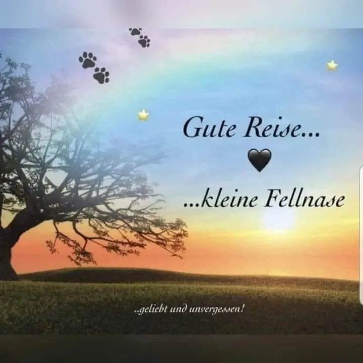 Andachtsbild von Lydia mit SternchenTommy + 02.06.2020 , Balu + 09.03.2023 und Tammi - Martha + 24.08.2023