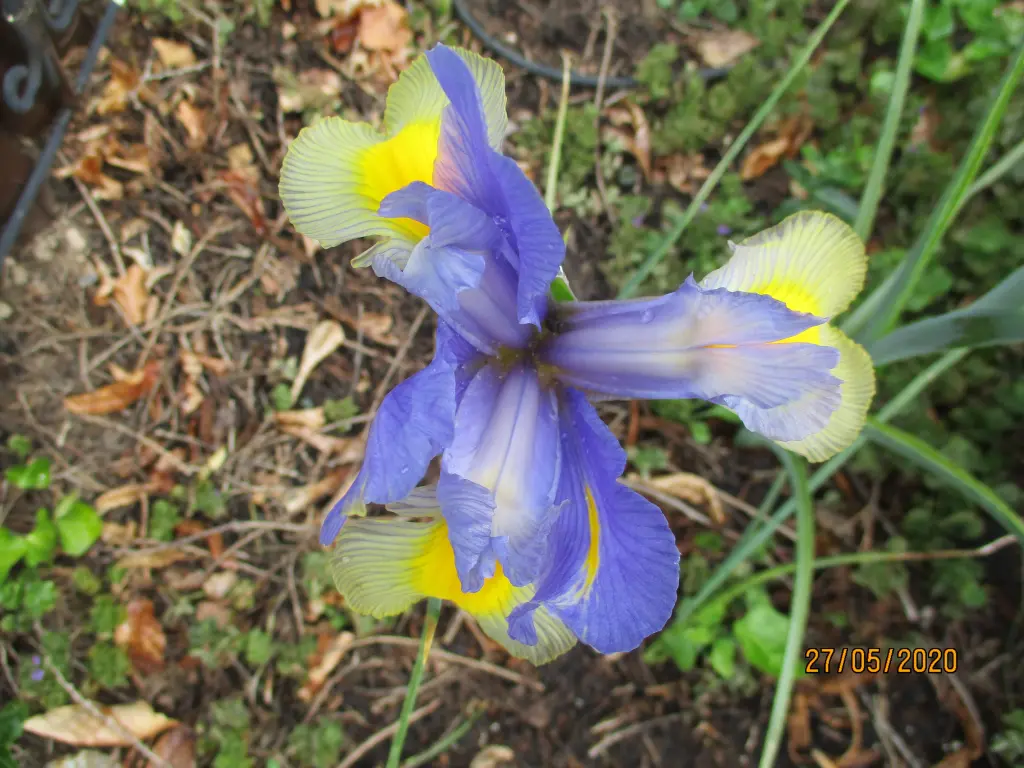 Andachtsbild von für Elvis