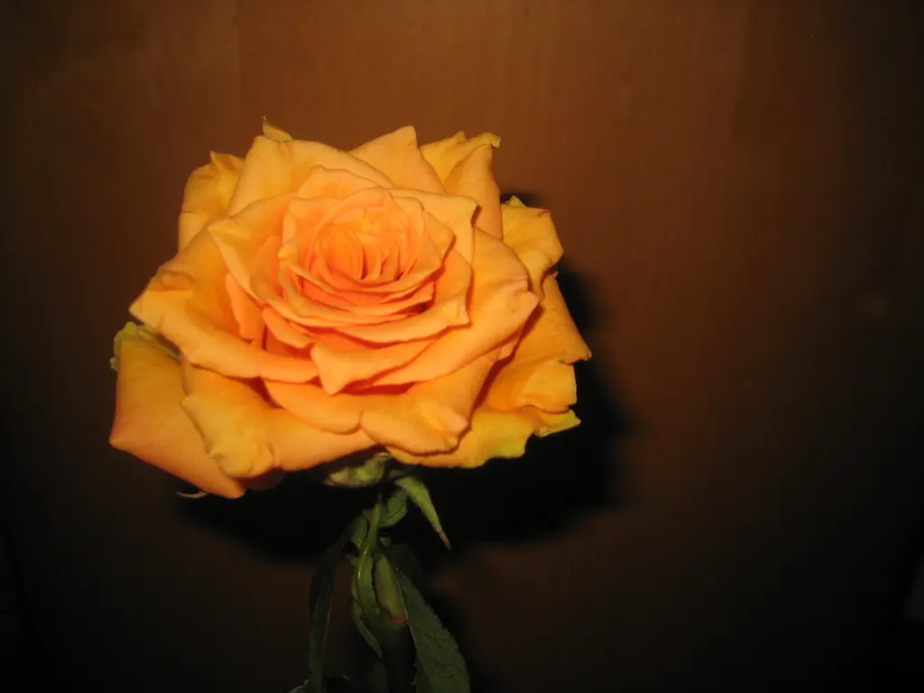 Andachtsbild von Gerda mit Juleen und Bonita im Herzen