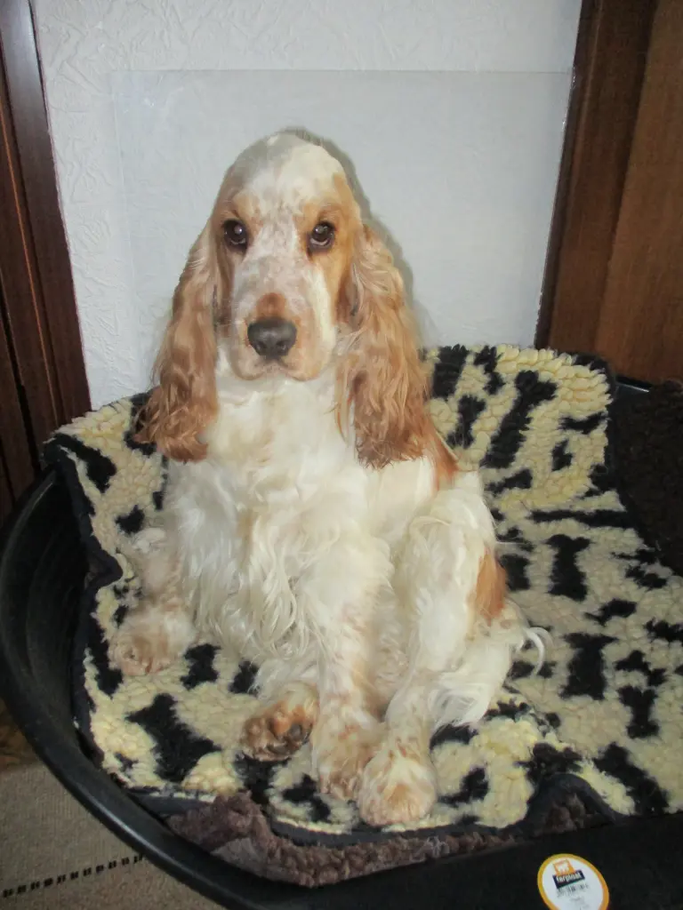 Andachtsbild von deine Freundin Sunny