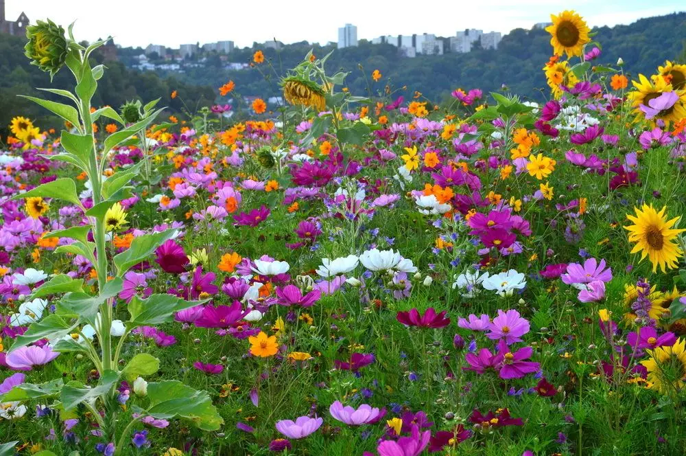 Andachtsbild von Balu für Juleen