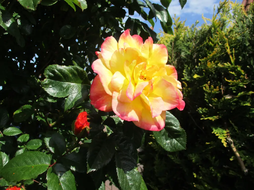 Andachtsbild von Geburtstagsrose