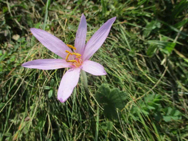 Andachtsbild von Sunny mit Frauchen