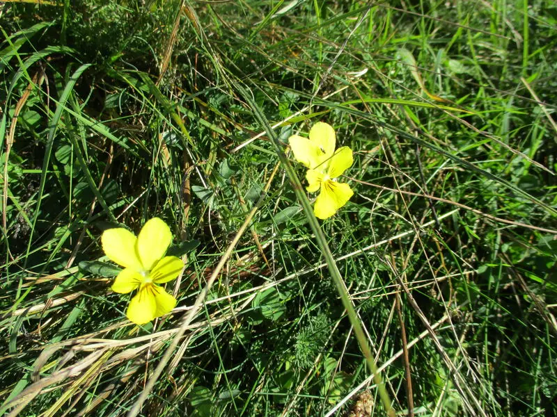 Andachtsbild von Dein Frauchen Gerda