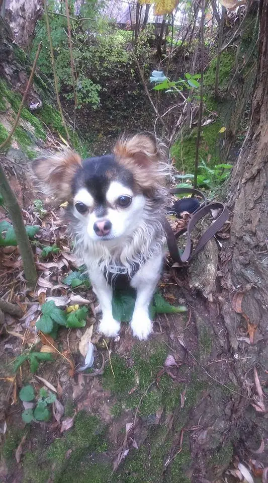 Andachtsbild von Balu