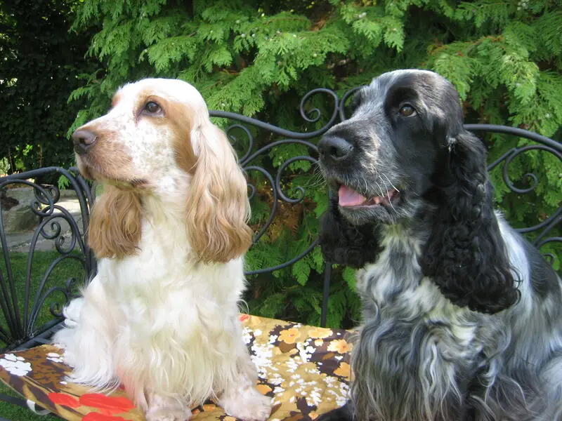 Andachtsbild von Dein Frauchen