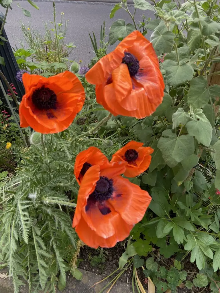 Andachtsbild von dein Frauchen, dein Herrchen