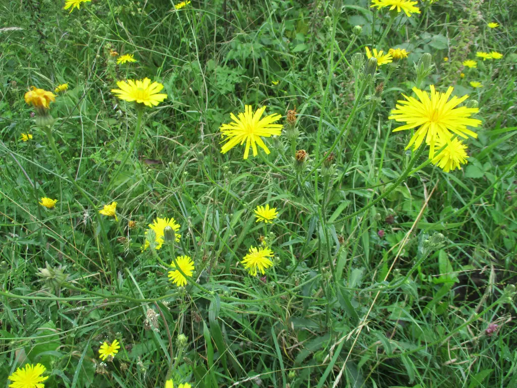 Andachtsbild von Dein Frauchen