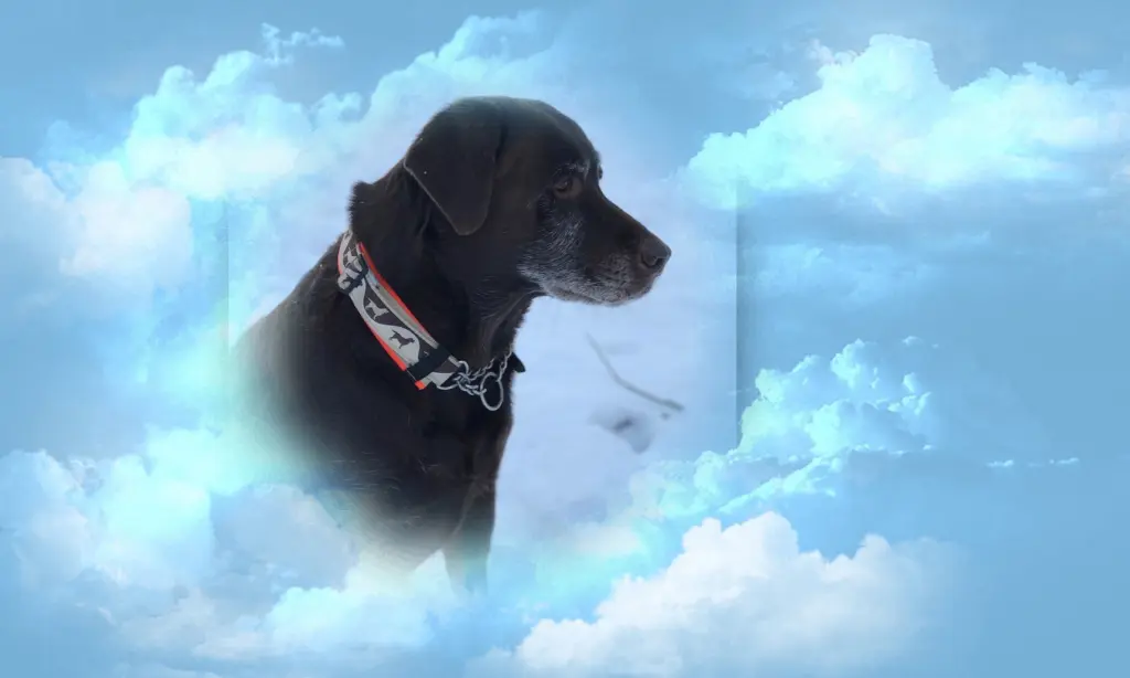 Condolence image of Brigitte