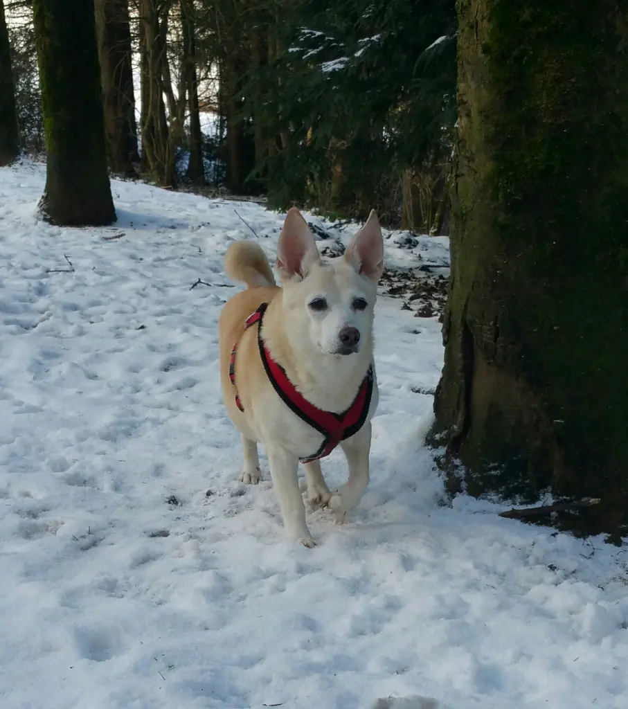 Image from Tinka