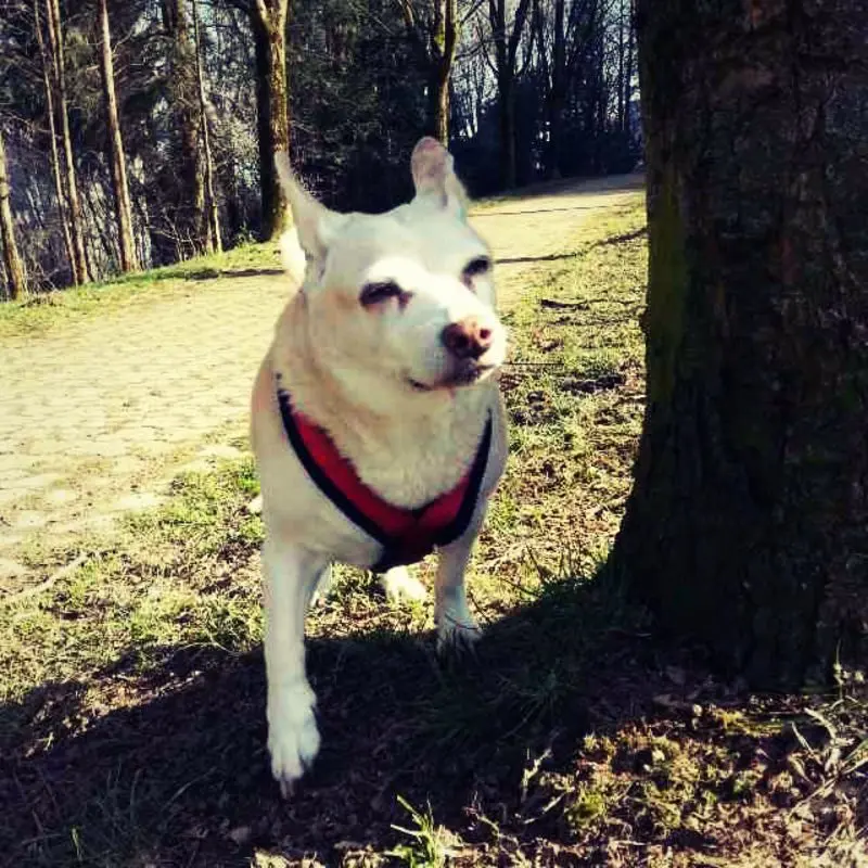 Image from Tinka