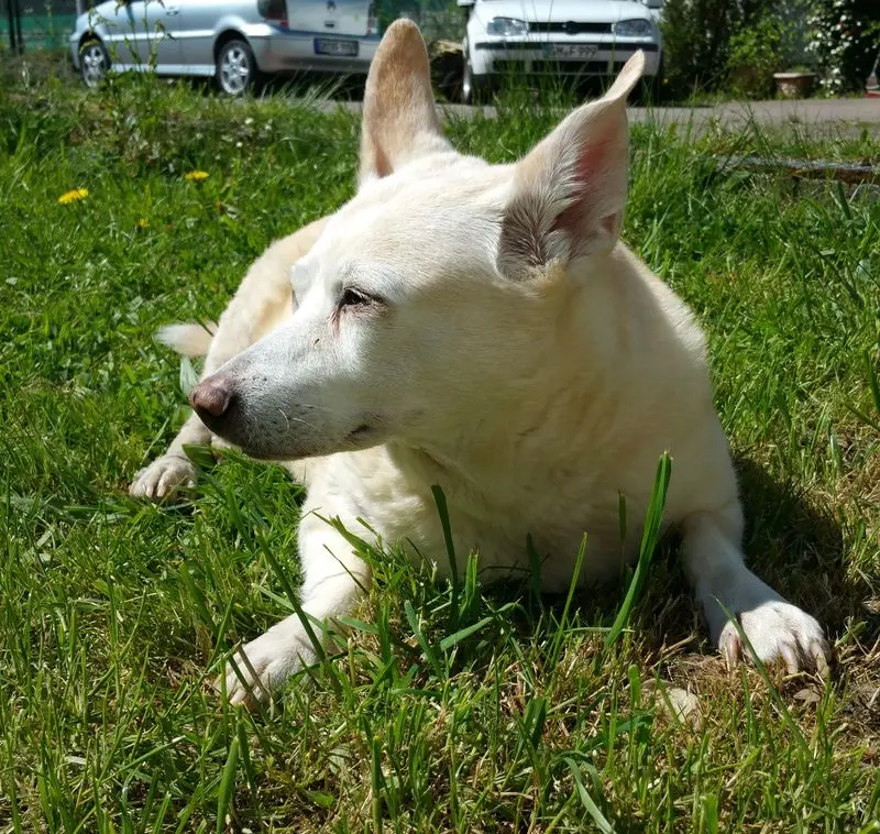 Image from Tinka