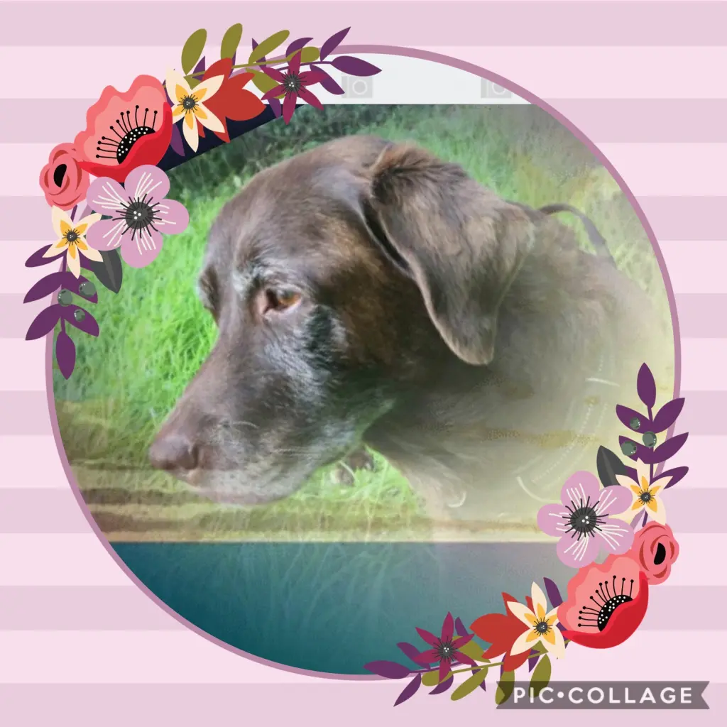 Condolence image of Frauchen