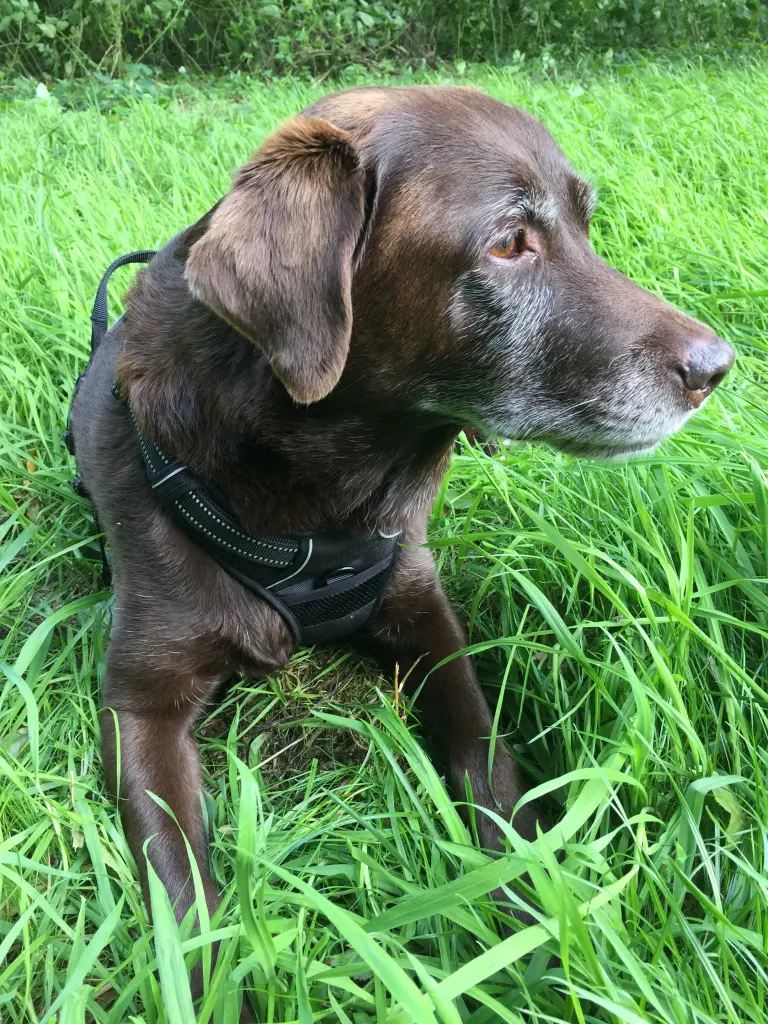 Condolence image of Dein Frauchen