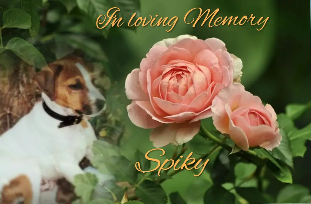 Condolence image of Gaby mit Snowy* im Herzen 