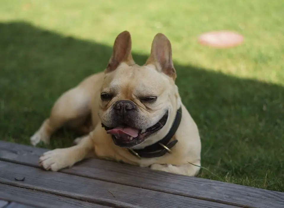 Condolence image of Ilka Pavel