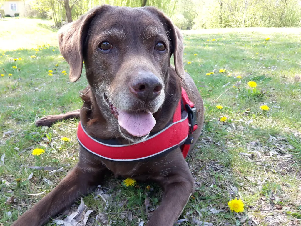 Condolence image of Ute und Mathis mit Nelly tief im Herzen ❤  gest. 26.08.2021 