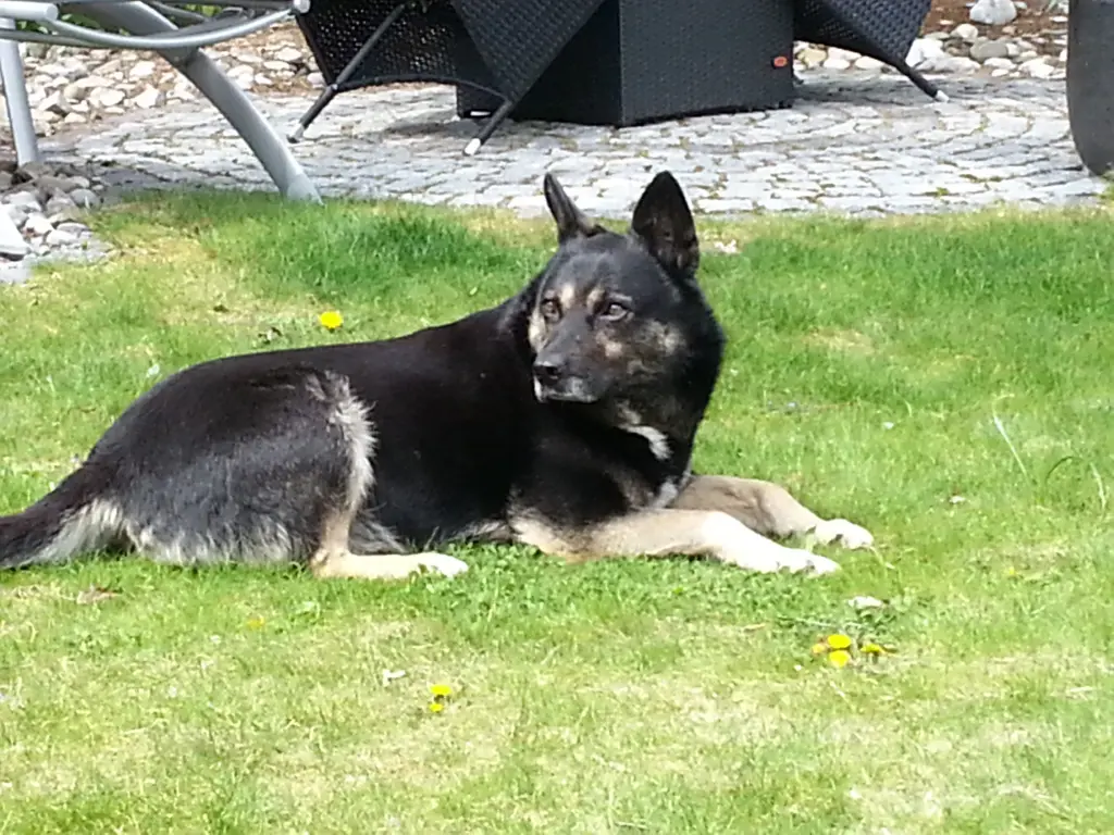 Condolence image of Ulrike mit Seelenhund Murphy gest. 12.12.2023