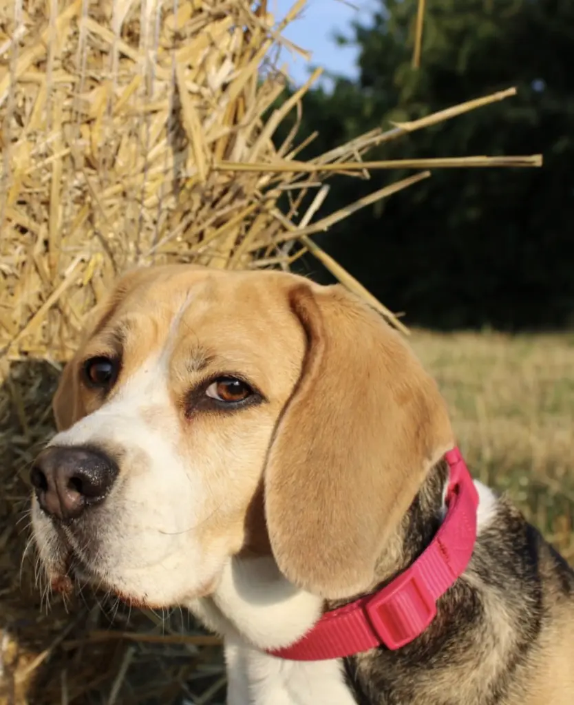 Condolence image of Wenke mit Lilli im Herzen ♥️ 