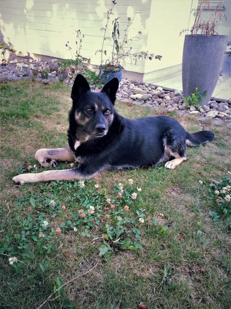 Condolence image of Ulrike mit Seelenhund Murphy gest. 12.12.2023
