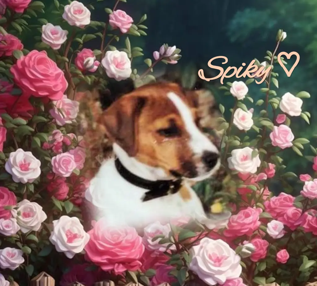 Condolence image of Immer im Herzen ♡