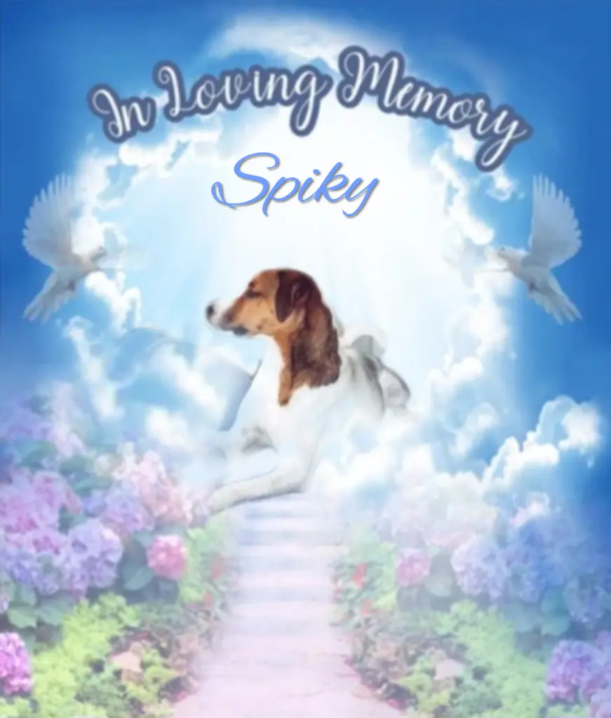 Condolence image of Spiky♥️ geliebt♥️ und unvergessen♥️