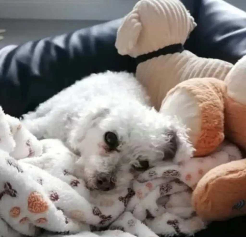 Condolence image of Herzens Grüße ♡ 