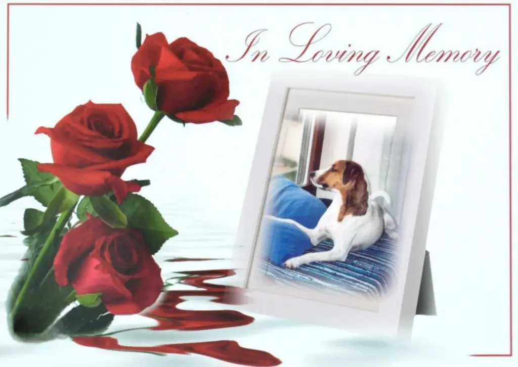 Condolence image of Spiky♥️ geliebt♥️ und unvergessen♥️