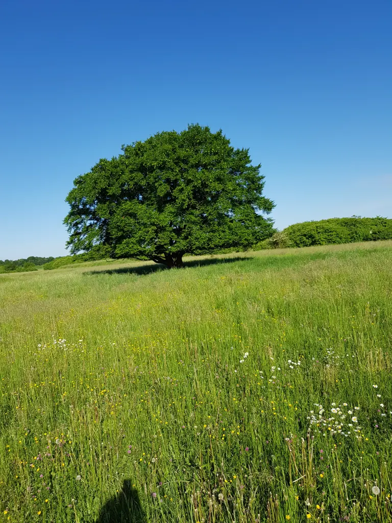 Condolence image of UJ + Murphy im Herzen
