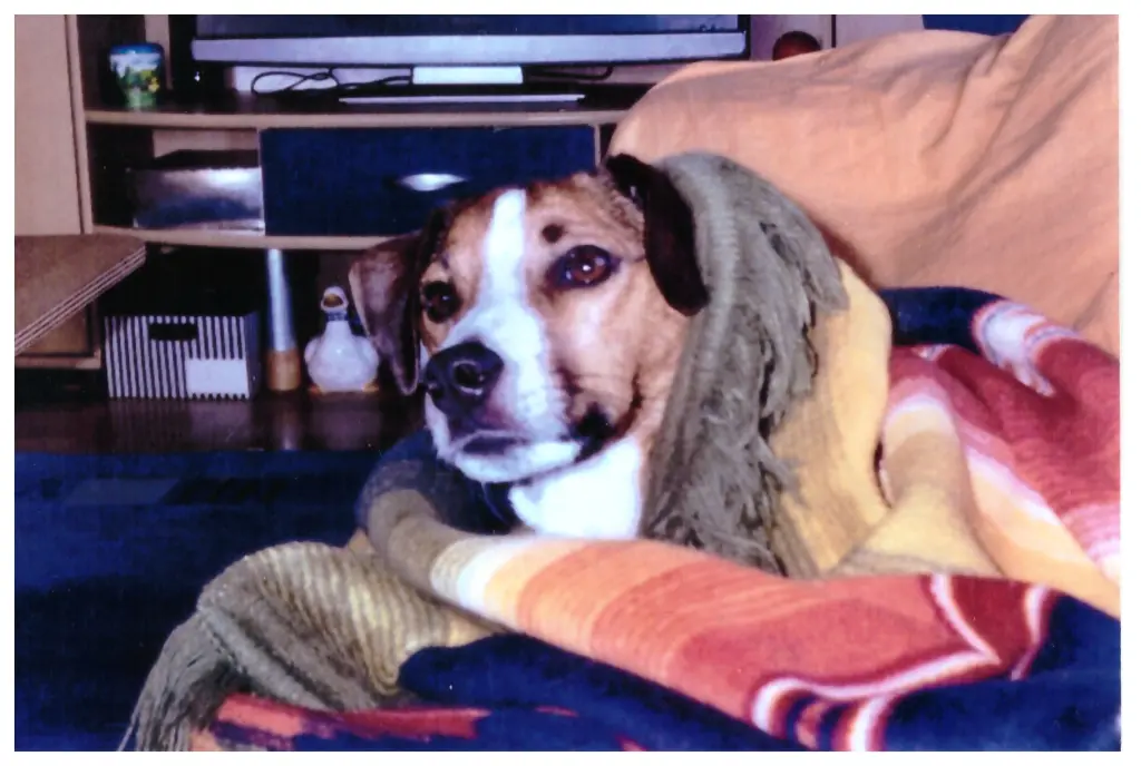 Condolence image of Paul mit "Seelenhund Spiky im Herzen"