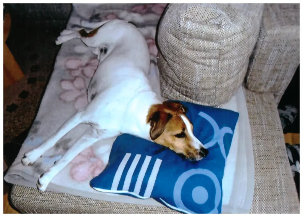 Condolence image of Paul mit "Seelenhund Spiky im Herzen"