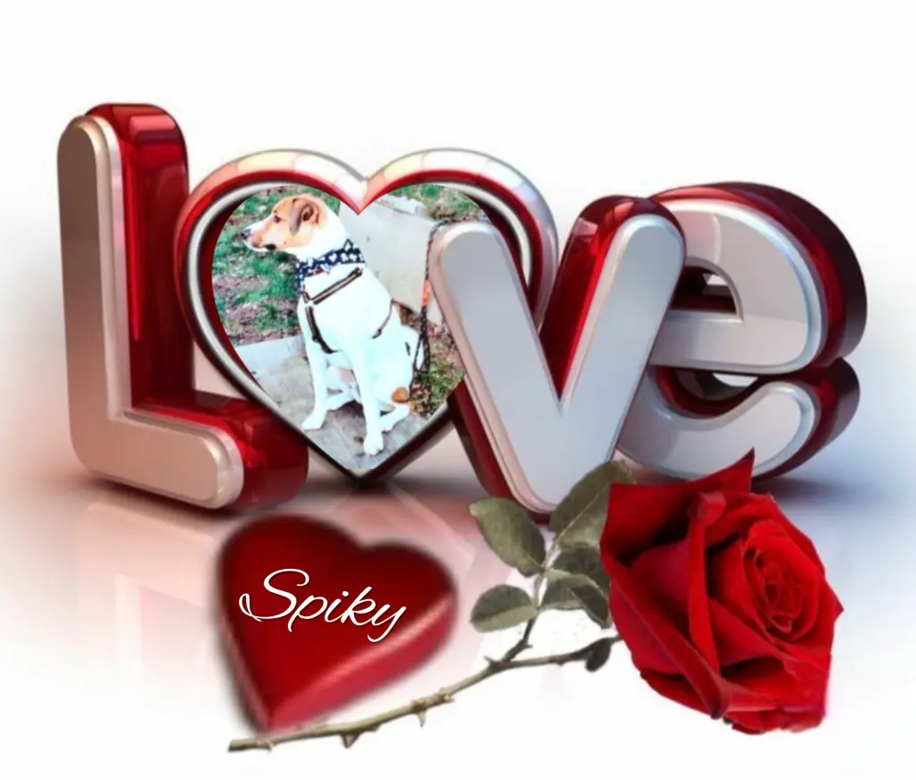 Condolence image of Spiky♥️ geliebt♥️ und unvergessen♥️