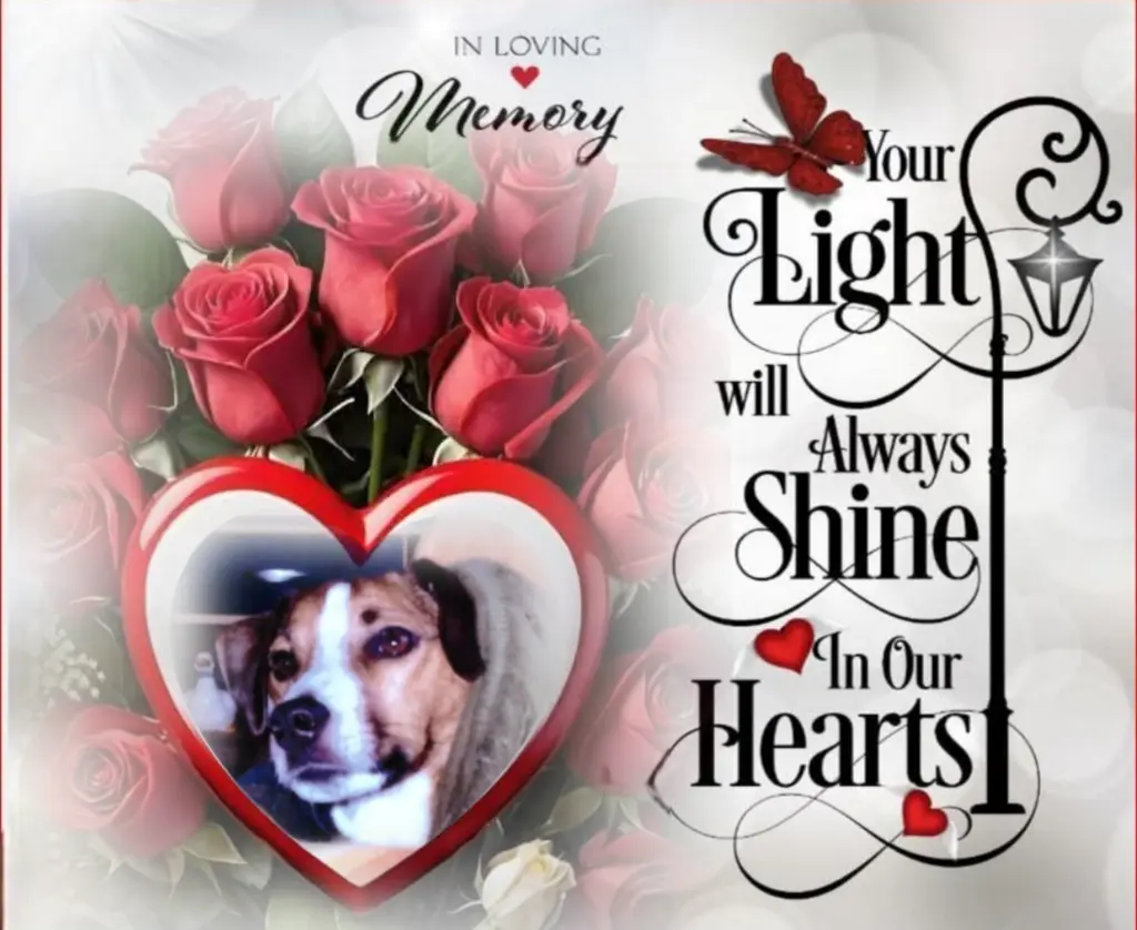 Condolence image of Spiky♥️ geliebt♥️ und unvergessen♥️ 