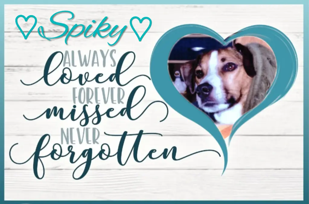 Condolence image of Spiky♥️ geliebt♥️ und unvergessen♥️ 