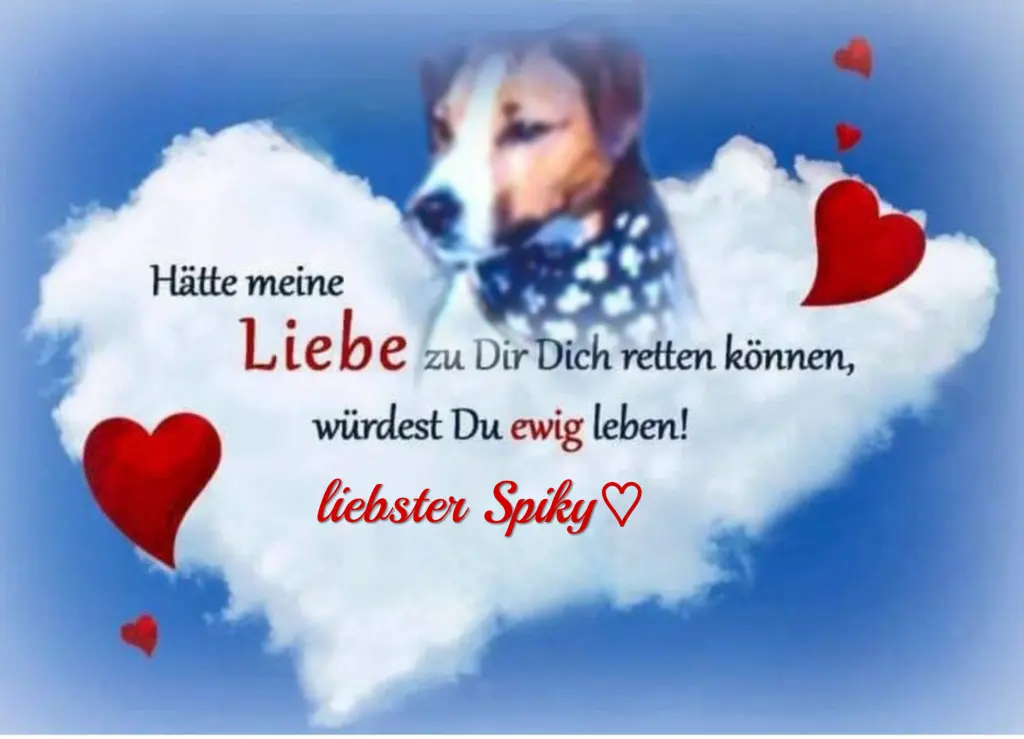 Condolence image of Spiky♥️ geliebt♥️ und unvergessen♥️