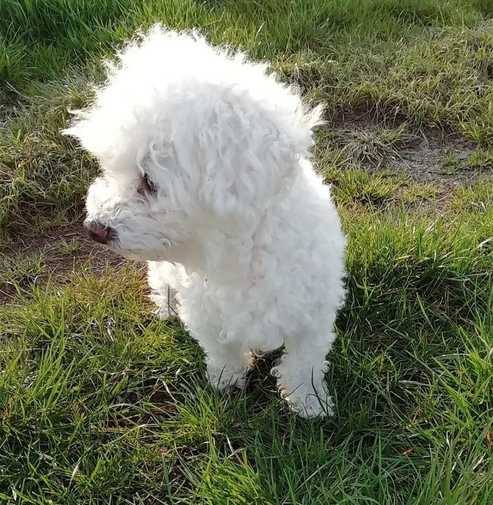 Condolence image of Dem Herzen ewig nah ♡