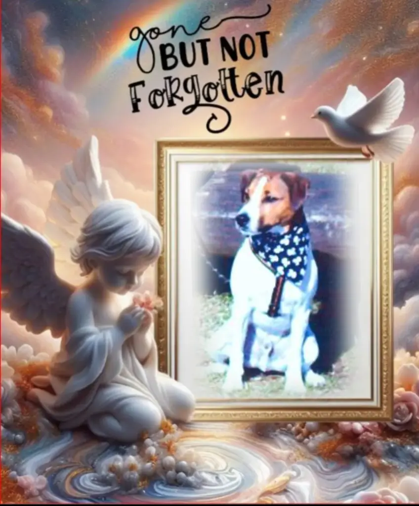 Condolence image of Spiky♥️ geliebt♥️ und unvergessen♥️ 