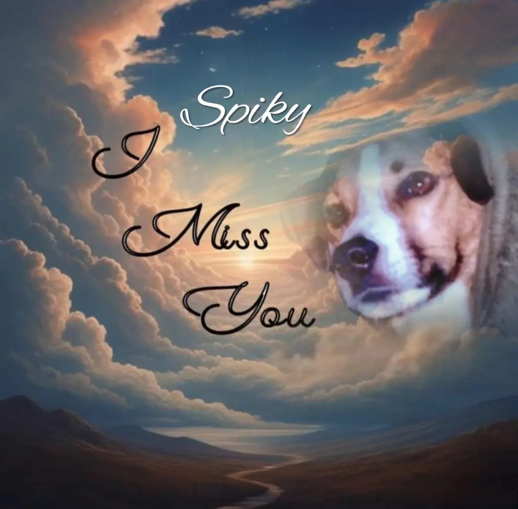 Condolence image of Spiky♥️ geliebt♥️ und unvergessen♥️