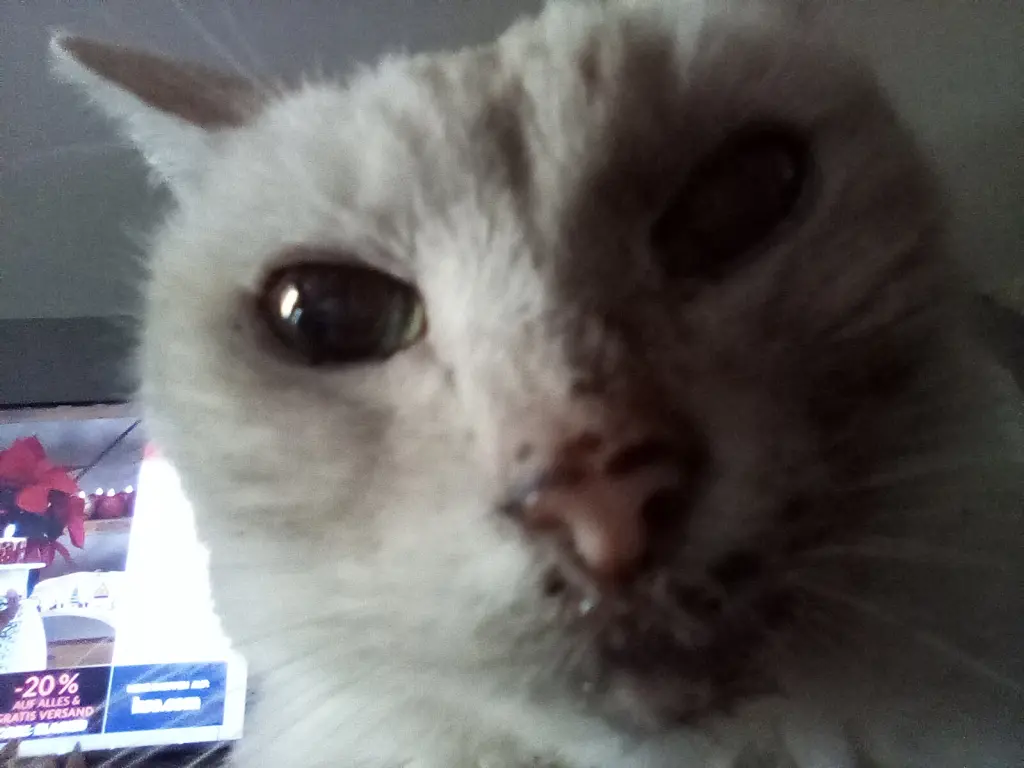 Condolence image of Beate mit Elvis im Herzen ❤