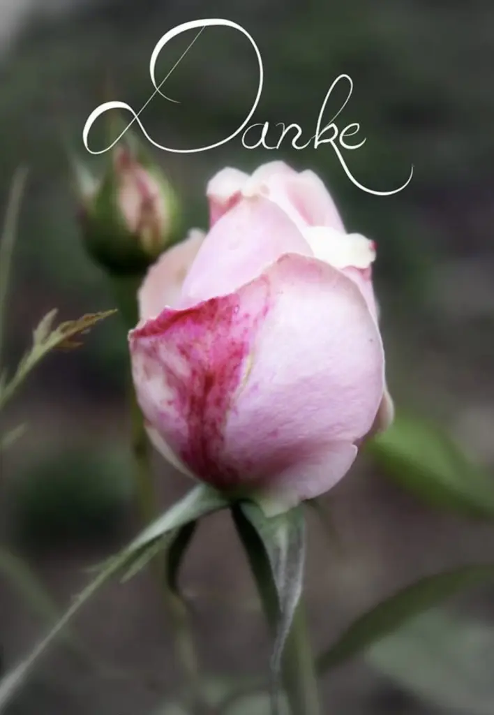 Condolence image of Wenke mit Lilli im❤️