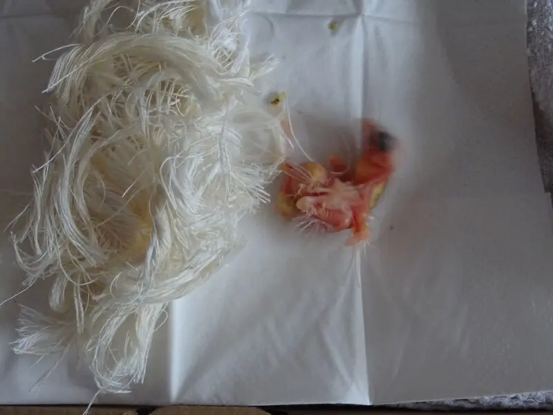 Bild von Little Angel