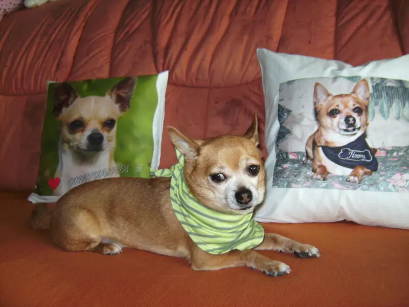 Andachtsbild von Irene mit Seelenhund Jimmy ganz tief im Herzen ♥️